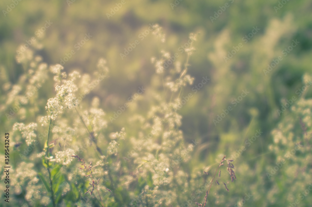 Fototapeta premium Blurred. Wild blooming summer meadow in the natural haze of soft lens. Natural background.