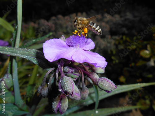 flower in drops after the rain. purple tradescantia spiderwort during pollination by its honey bee. a bee collects nectar from a flower. photo