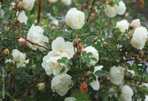 A bush of white rose hips in the park after the rain, covered with sparkling droplets.