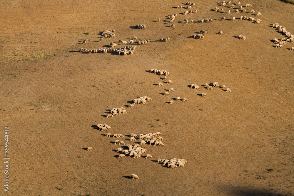 Naklejka premium Pasące się owce na polach niedalego Montepulciano - Toskania, Włochy