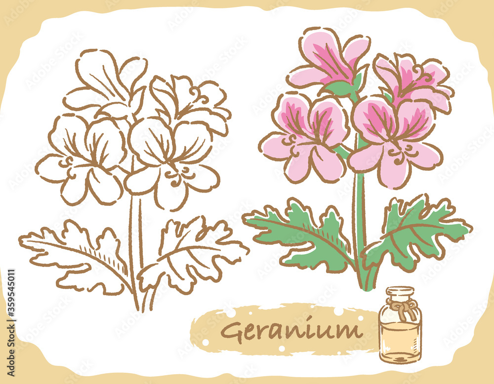 ゼラニウムとエッセンシャルオイルの瓶のイラスト素材 Stock Vector Adobe Stock