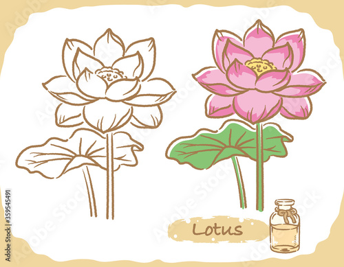 ロータス(蓮)とエッセンシャルオイルの瓶のイラスト素材