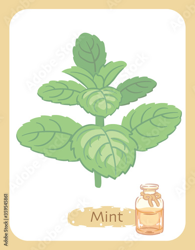 ミントとエッセンシャルオイルの瓶のイラスト素材