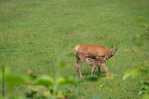 Mother doe with her fawn