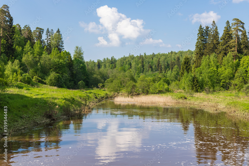 Landscape with a small river in a summer forest, sunny day