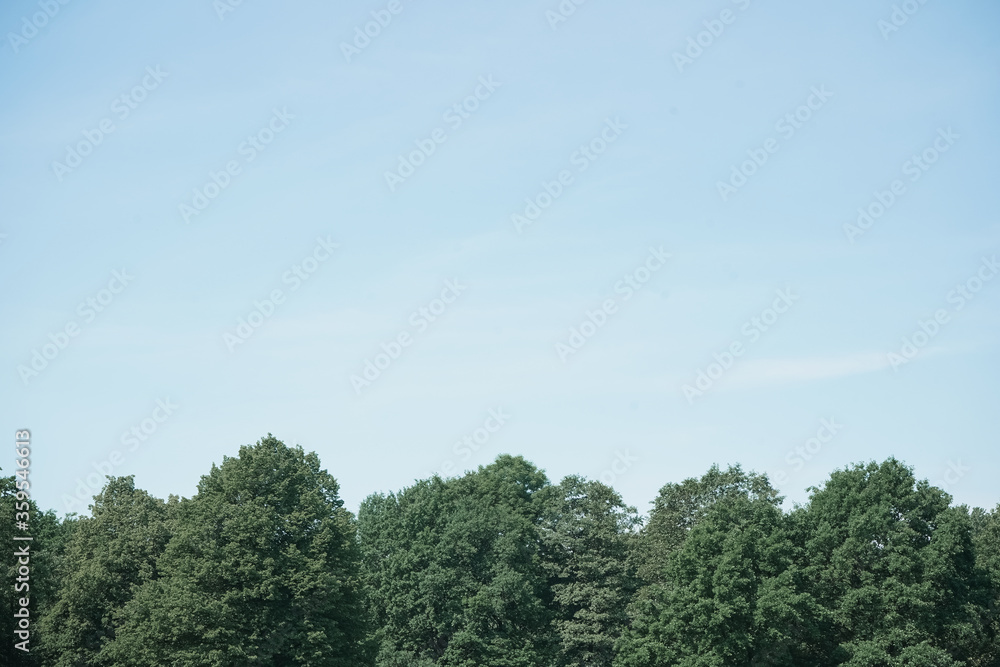 Beautiful green forest against the sky. Place for text. Beautiful green forest against the sky. Place for text.
