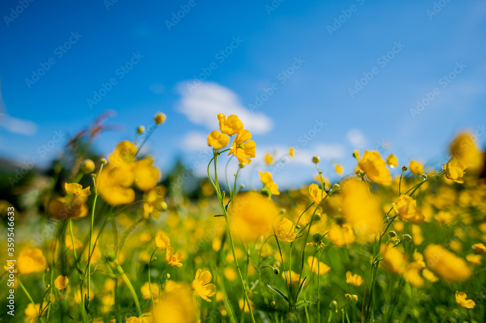 Background pattern. Yellow flowers in a field in Norway Background pattern. Yellow flowers in a field in Norway