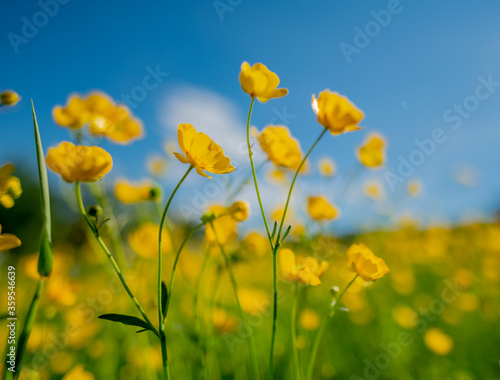 Background pattern. Yellow flowers in a field in Norway