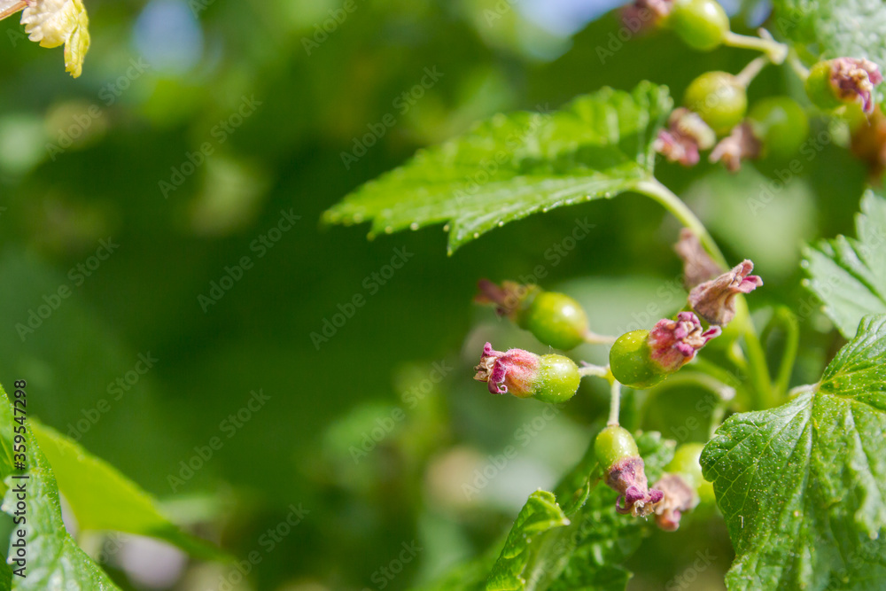 Maturing green berries of the black currant Bush in summer Maturing green berries of the black currant Bush in summer