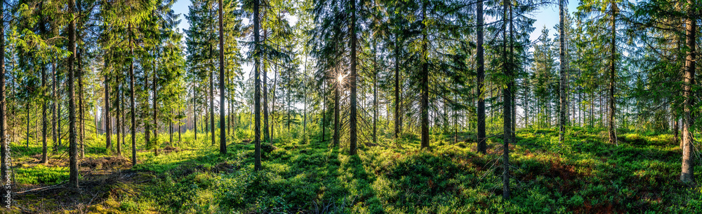 Beautiful panorama view from inside of Swedish forest through green forest trees under Sun rays. Scenic background picture of Scandinavian summer nature. Beautiful panorama view from inside of Swedish forest through green forest trees under Sun rays. Scenic background picture of Scandinavian summer nature.