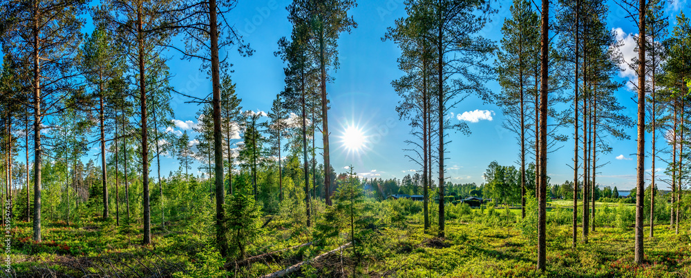 Obraz premium Beautiful panorama view at small Scandinavian village from inside of Swedish forest through green forest trees under Sun rays. Scenic background picture of Scandinavian summer nature.