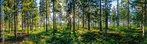 Beautiful panorama view from inside of Swedish forest through green forest trees under Sun rays. Scenic background picture of Scandinavian summer nature.