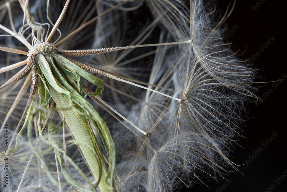 Fototapeta premium Beauty in Nature - Dandelion Going to Seed