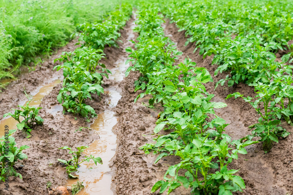 Potatoes in furrows with water after heavy rain. Potatoes in furrows with water after heavy rain.