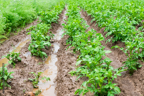 Potatoes in furrows with water after heavy rain.