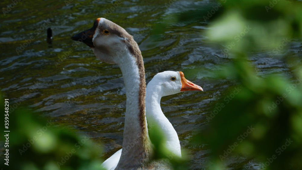 Domestic geese (Anser anser domesticus or Anser cygnoides domesticus)