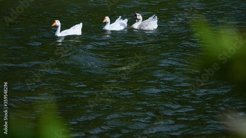 Domestic geese  Anser anser domesticus or Anser cygnoides domesticus 