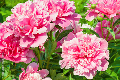 bush of pink flowers peonies flowering in garden in spring