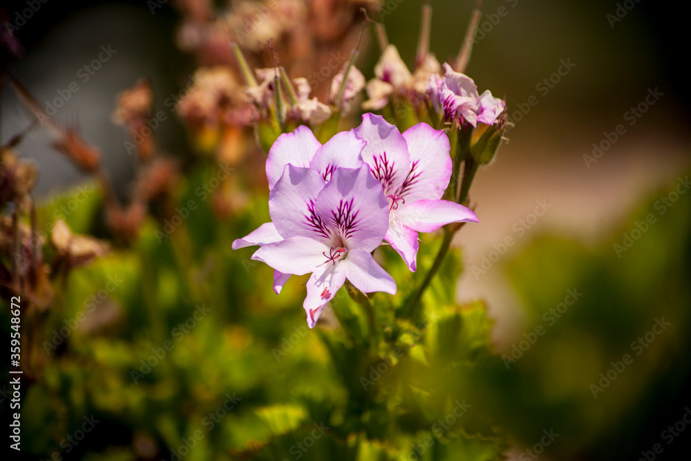 Fototapeta premium Colorful flowers with blurred background in spring