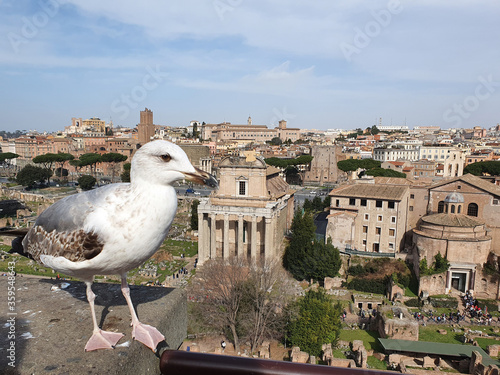 Crazy bird watching the views of the Roman Forum.