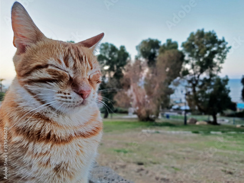 Beautiful cat enjoying the sunset in Tel Aviv.