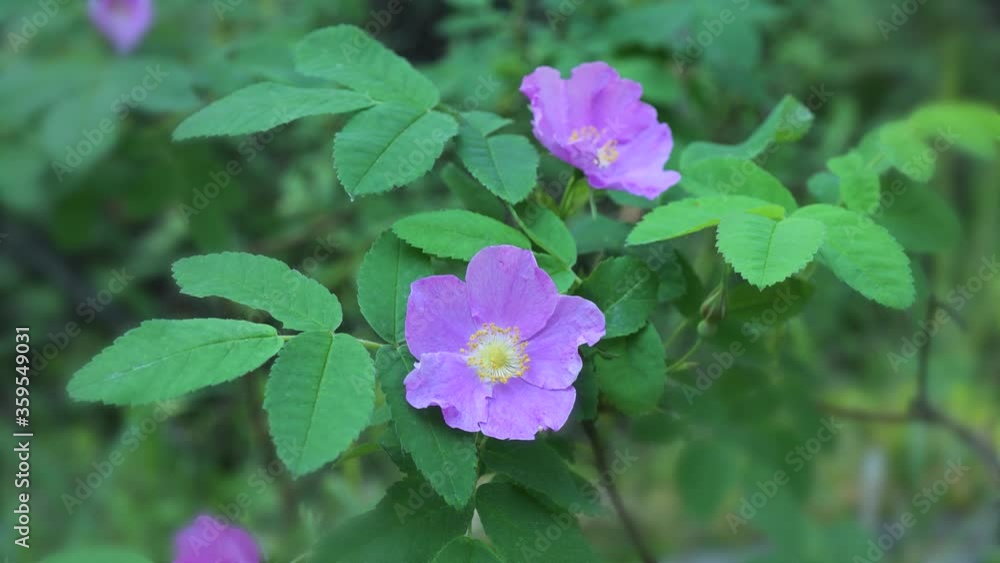 Two beautiful pink wild roses with yellow centers in full spring bloom. Surround by green leaves moving in a light wind.
Two beautiful pink wild roses with yellow centers in full spring bloom. Surround by green leaves moving in a light wind.