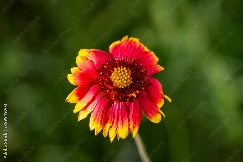 Beautiful Gaillardia flower growing in a garden with blurred bokeh background Beautiful Gaillardia flower growing in a garden with blurred bokeh background