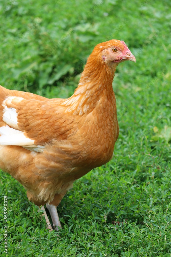 Fototapeta premium A la ferme ! 