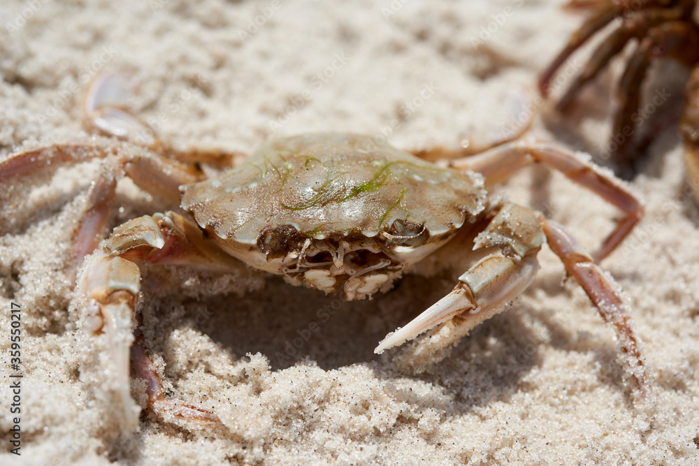 live crab on the sandy shore of the Black Sea, top view, Ukraine