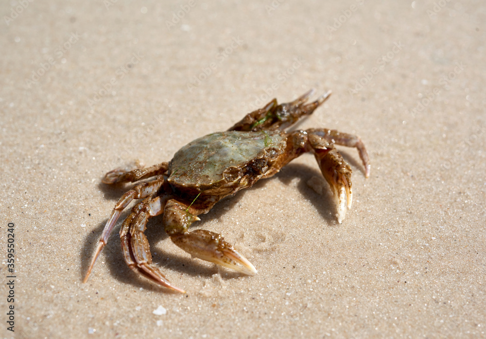 live crab on the sandy shore of the Black Sea