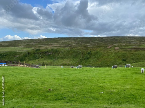 Sheep grazing in a meadow, with moors in the distance near, Crosshills, Keighley, UK