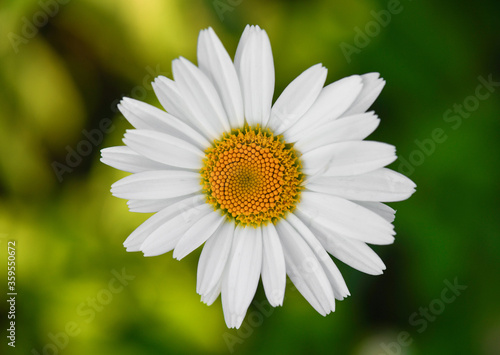 White Shasta daisy  Leucanthemum heterophyllum  flower