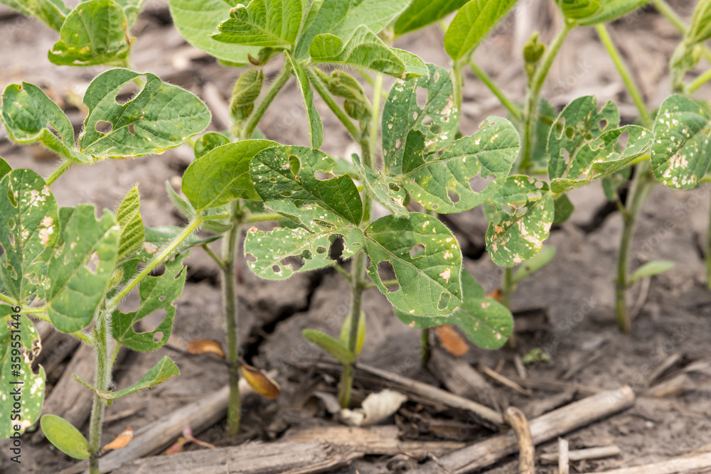 young soybean plant with holes chewed in leaf by bean leaf beetle. Concept of insect, pest control, management and treatment young soybean plant with holes chewed in leaf by bean leaf beetle. Concept of insect, pest control, management and treatment