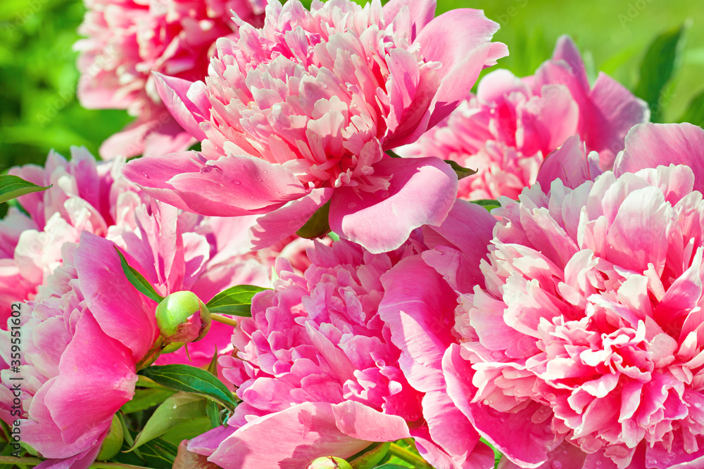 bush of pink flowers peonies flowering in garden