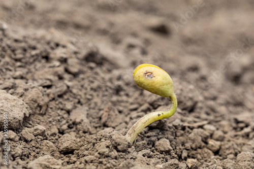 Closeup of young soybean plant with cotyledon emerging from soil in farm field. VC growth stage photo