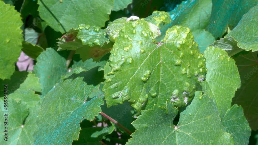 vine leaves where a disease is observed in it vine leaves where a disease is observed in it