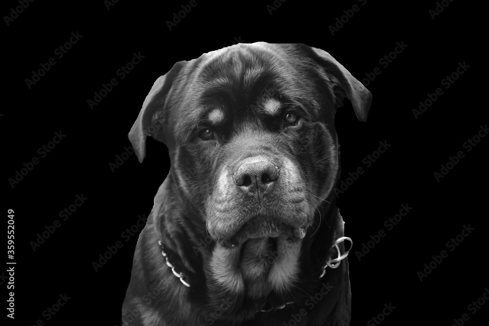 Obraz premium rottwieler beautiful