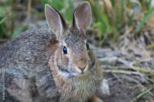 Eastern Cottontail Rabbit (Sylvilagus floridanus) closeup in soft morning light © rabbitti