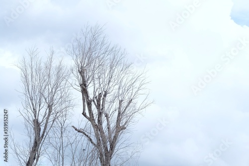 Dead trees with branches on white blue sky background with copy space 