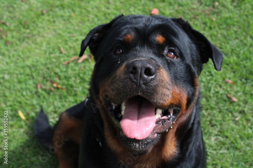 Rottweiler beautiful dog on the grass