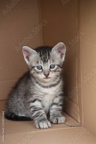 Katzenkind im Karton