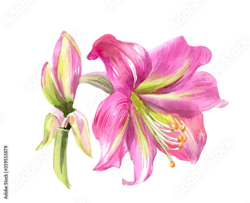 Fototapeta Naklejka Na Ścianę i Meble -  Watercolor blossoming  pink lilly flowers isolated