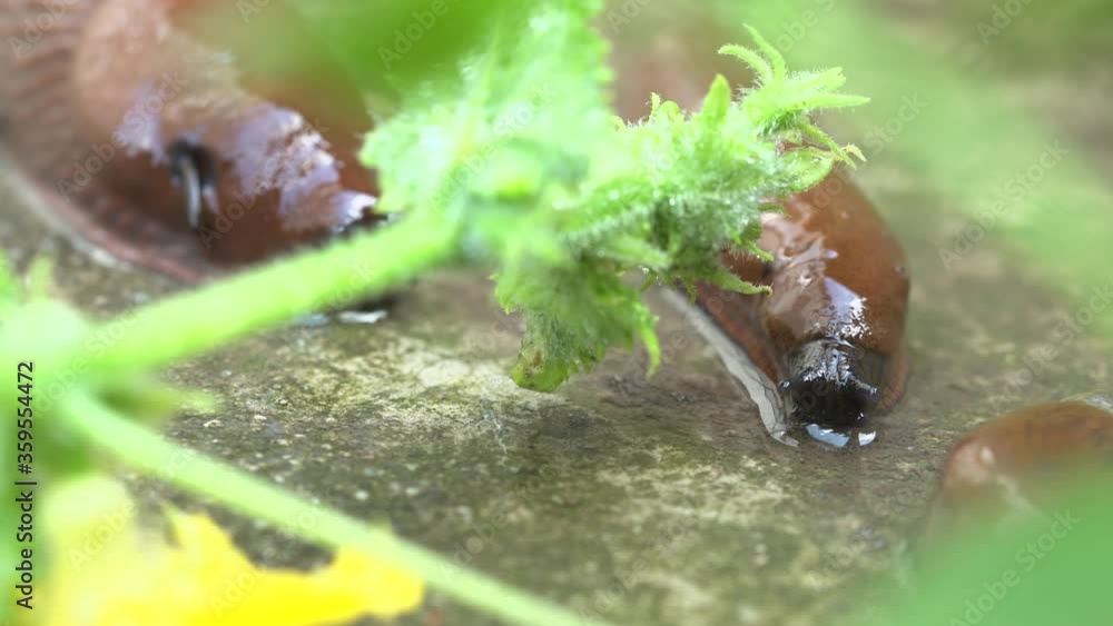The horticultural pest Spanish roundback slug is opening its and Moves toward hurvest overpopulation Attak in Europe. scientific name Arion vulgaris Arion lusitanicus The horticultural pest Spanish roundback slug is opening its and Moves toward hurvest overpopulation Attak in Europe. scientific name Arion vulgaris Arion lusitanicus