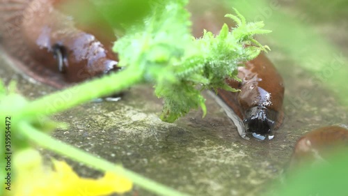 The horticultural pest  Spanish roundback slug is opening its and Moves toward hurvest overpopulation Attak in Europe. scientific name Arion vulgaris Arion lusitanicus photo