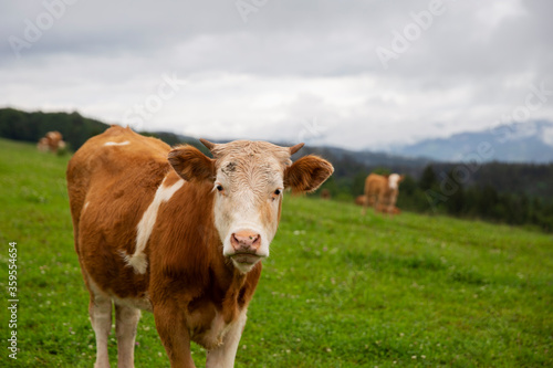 Portrait of cute little cow. Small cow at the farm. Healthy agriculture. 