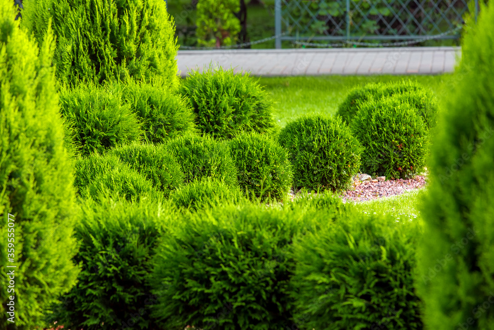 Toya Tree Foto de Landscaping of a backyard garden with evergreen growth thuja in ...