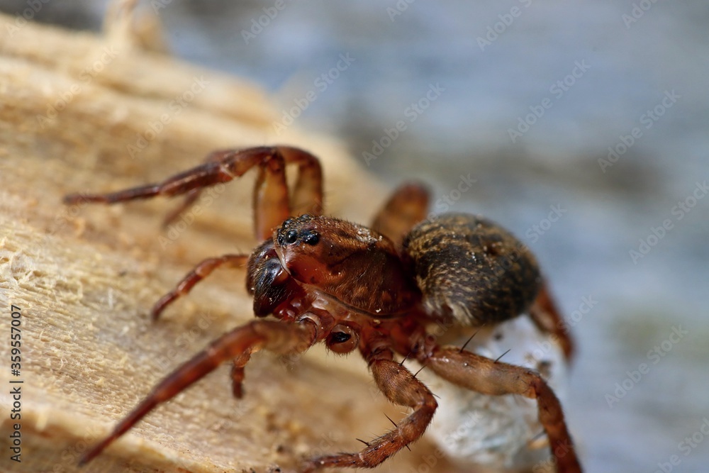 Seven-legged spider - a physically handicapped spider after losing one limb. Macro.