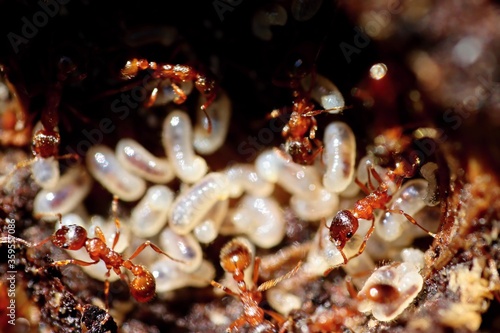 Red ants saving pupae - eggs from intruders. Macro.