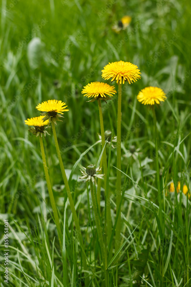 Yellow flower of dandelion in green grass. Spring photo. Background. Close-up.