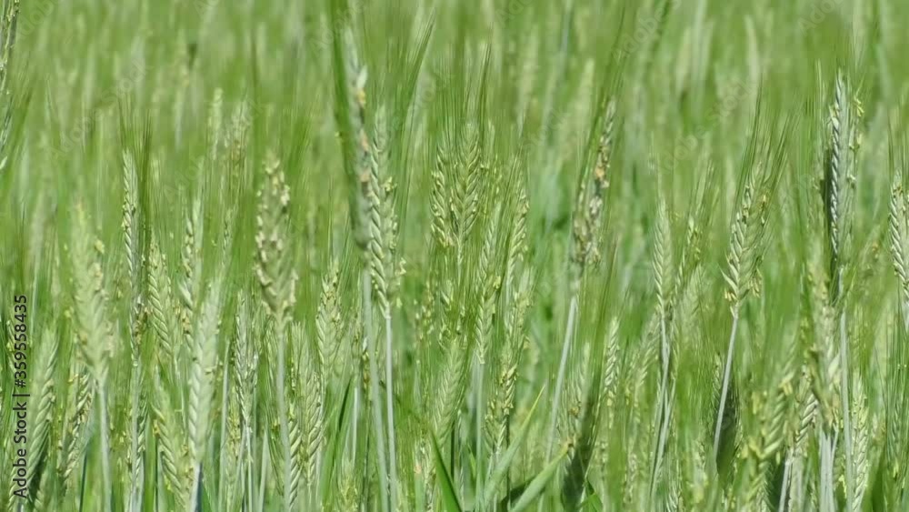 Large Farm field with young green growing wheat. Agricultural early years of wheat cereals. Large Farm field with young green growing wheat. Agricultural early years of wheat cereals.